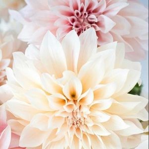 Meet your Posher, Daniela